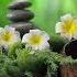 No Ads Massage Music Relaxing Music Spa Music Relaxing Music Therapy Piano Sleep Music
