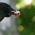 Crow Bird Ringtone