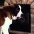 St Bernard Barking