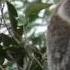 A Wild Koala Greta Facing High Winds