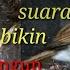 Suara Burung SRDC Gacor Di Pagi Hari
