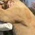 Lions Reunited With Owners After Many Years