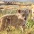 The Lion King 2019 I Just Can T Wait To Be King Italian Audio Only