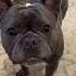 French Bulldog Reacts To Sound Doglovers Frenchies Frenchielife Frenchiebulldog Frenchie Fypシ
