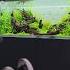 The Aquascape Gallery At Horizon Is A Chill Place Aquascaping