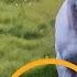 Wild Pony With Leg Stuck In Phone Wire Gets Rescued The Dodo