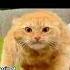 Top 5 Funny Cat Moments