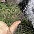 Potty Training A Puppy To Go Outside