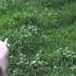 Three Little Pigs