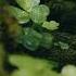 Green Elves Forest Calming Calmingmusic Mindfulness Fairies Moss Zen Mystical Woodland