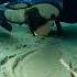 This Got 34 Million Views Underwater Phenomenon Nature Scubadiving