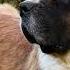 St Bernard Barking 30s Dog Barking Sound To Make Your Dog Bark