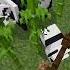 Minecraft Baby Panda Short Shorts Minecraft