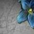 SIMPLY YOU Secret Garden Lyrics