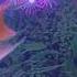 Parrot Fish Pinky Incredibly Clever 4K