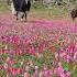 Rare Flowers Only Grow Here Yaks Roam Free In Tibetan Plateau So Peaceful