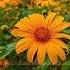 Markus Schulz Global DJ Broadcast In Bloom Vocal Dance Mix DJ Mix