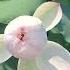 The Pink Lotus Flower On The Plateau Is Very Cute Lotus