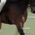 ROLO WENT TO SCOTLAND HarlowLunaWhite Fypシ Horses Dressage Subscribe