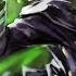 Owari No Seraph AMV Dance Of The Dead