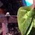 Red Hot Chili Peppers Tippa My Tongue Live Rock Werchter Festival Belgium 2023