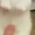 Cat Meme 5 AYAYAYA IM YOUR LITTLE BUTTERFLY