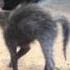 Bouncy Lykoi Kittens