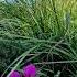 Autumn Flowers