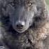 Королева Арктики ВОЛЧИЦА ЧЕРНИКА Arcticwolf Wolf Greywolf Blackwolf