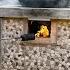 TIMELAPSE DIY REAL CHINESE WOK STOVE START To FINISH OFF GRID COOKING W FIRE EGG FRIED RICE