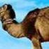 Idiotbox Arabian Knight Nuvex Remix