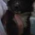 Dog Izpiterskikhvolkov Dog Puppy Germania Kennel Sheltie шелти биколор