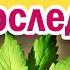 МАРИХУАНА ТРАВКА КАННАБИС КОНОПЛЯ последствия от употребления