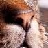 10 Hours Of Cat Meowing Sound Cat Distraction Noise