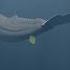 Whale Vomit Is Worth Millions