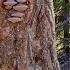 This Tree Is Full Of Surprises And Very Exhausting To Cut Down