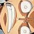 One Piece Luffy Anime Luffy Zoro