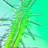 Craziest Find In A Drop Of OCEAN ROCKPOOL WATER Under The Microscope