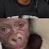 Speed Reaction To His Own Glow Up Ishowspeed Memes Funnymemes Monkey