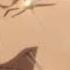 Subaru S Suffering In A Nutshell