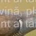 ADDA Canta Cucu Lyrics Versuri