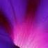 Morning Glory Alarm Ringtone Free Ringtones Downloads