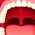 Types Of Teeth Incisors Canines Premolars Molars