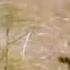 Baboon Vs Baby Gazelle Be An Animal BBC Earth