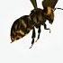 Honey Bee Sound Effects Shorts