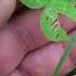 I M Looking Over A Four Leaf Clover