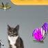 Juegos Para Gatos Recopilación Definitiva De Insectos Y Mariposas Para Gatos Vol 15