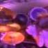 Metallica Blackened Live Shit Binge Purge Seattle 89 Part 2 HD
