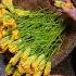 A Delicious Treat Made With Squash Blossoms Delicius Food Cooking Streetfood Fyp