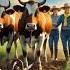 Cows Plow The Fields To Grow Wheat Cow
